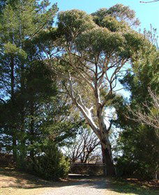 Habitat Vineyard - Grafton Accommodation 1