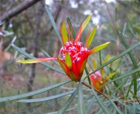 Glenbrook Native Plant Reserve And Nursery - Grafton Accommodation 0