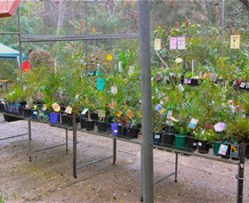 Glenbrook Native Plant Reserve And Nursery - Grafton Accommodation 3