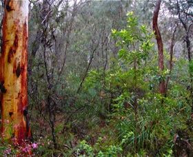 Glenbrook Native Plant Reserve And Nursery - Grafton Accommodation 2