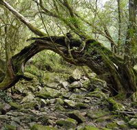 Mitchell River Walking Track - Grafton Accommodation