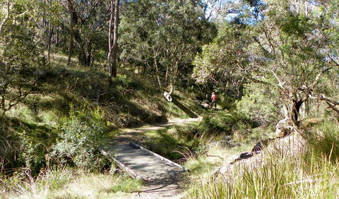 Wollomombi Walking Track - Grafton Accommodation 0
