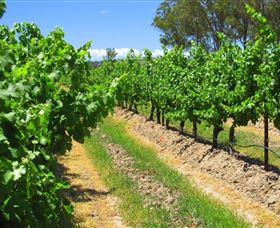 Misty Glen Wines And Cottage - Grafton Accommodation 1