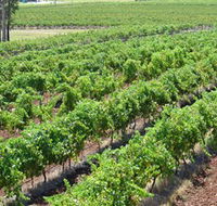 Pokolbin Brothers Wines Hunter Valley - Grafton Accommodation