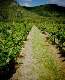 Gartelmann Wines - Grafton Accommodation 0