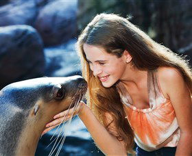 Sea Life Sunshine Coast - Grafton Accommodation 1