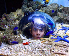 Sea Life Sunshine Coast - Grafton Accommodation 0