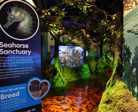Sea Life Sunshine Coast - Grafton Accommodation 3