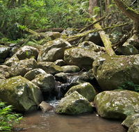 Booyong walking track - Grafton Accommodation