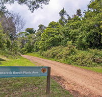 Antarctic Beech picnic area - Grafton Accommodation