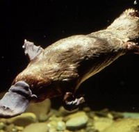 Platypus Pool - Grafton Accommodation
