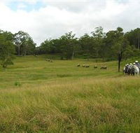 Numinbah Valley Adventure Trails - Grafton Accommodation
