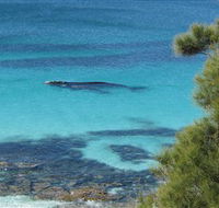 Jervis Bay Marine Park - Grafton Accommodation