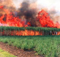 Reeves Family Sugar Cane Farm - Grafton Accommodation