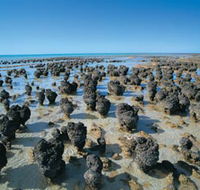 Hamelin Pool Stromatolites - Grafton Accommodation
