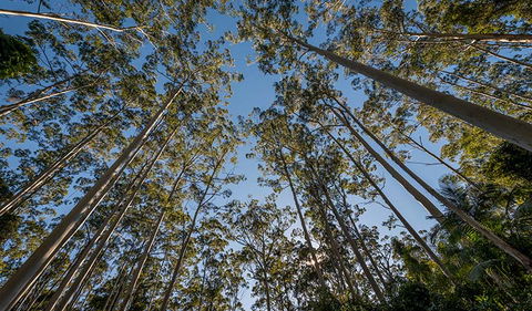 Queens Lake Nature Reserve - Grafton Accommodation 2