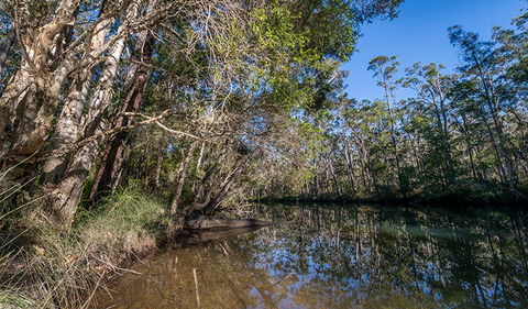 Queens Lake Nature Reserve - Grafton Accommodation 3