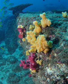 Shag Rock Dive Site - Grafton Accommodation 0