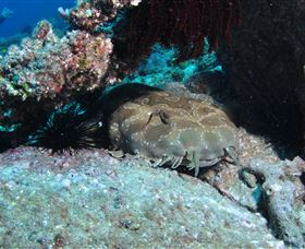 Shag Rock Dive Site - Grafton Accommodation 3