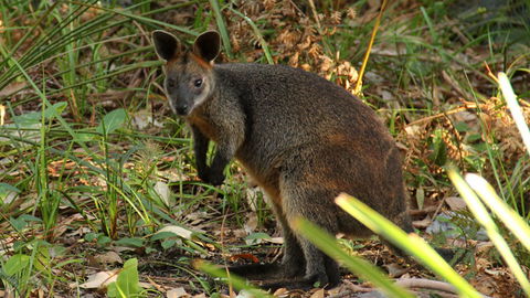 Mimosa Rocks National Park - Grafton Accommodation 1