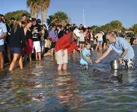Dolphins Of Monkey Mia - Grafton Accommodation 1