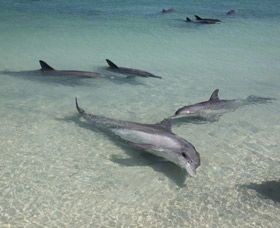 Dolphins Of Monkey Mia - Grafton Accommodation 2