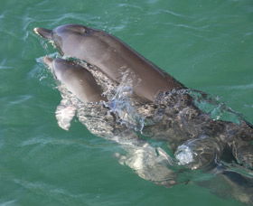 Dolphins Of Monkey Mia - Grafton Accommodation 3