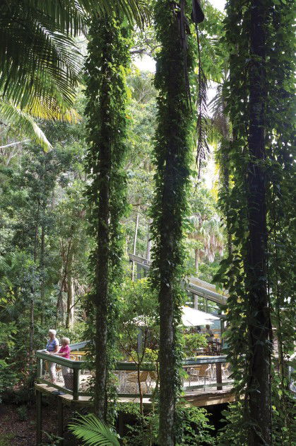 Sea Acres Rainforest Centre - Grafton Accommodation 1