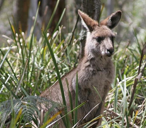 Blue Mountains Guides - Grafton Accommodation 0