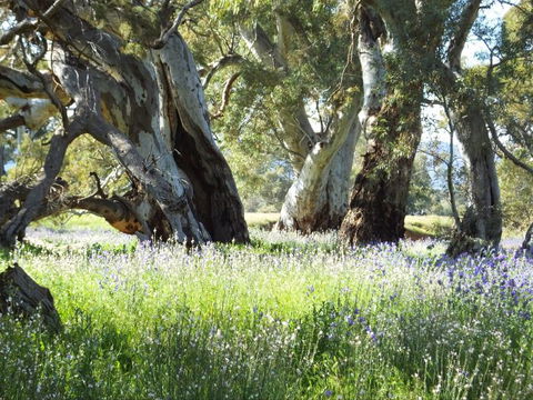 Aussie Heritage Tours - Grafton Accommodation 5