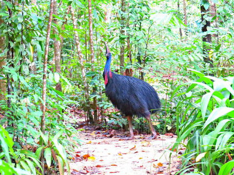 Daintree Safaris - Grafton Accommodation 0