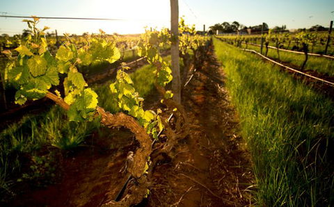 Kaesler Old Vine Vineyard Tour - Grafton Accommodation 0