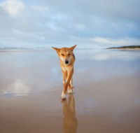 Fraser Island Adventure Tours