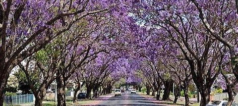 Yamba Tours And Charters - Grafton Accommodation 6