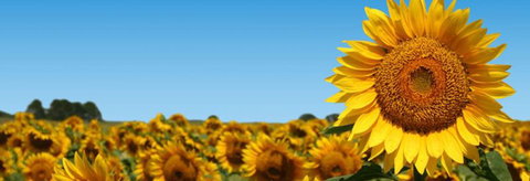 Quirindi Grain And Produce - Grafton Accommodation 2