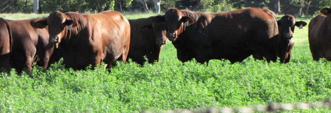 Quirindi Grain And Produce - Grafton Accommodation 3