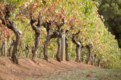 Vasse Felix Winery Tour And Tasting - Grafton Accommodation 3