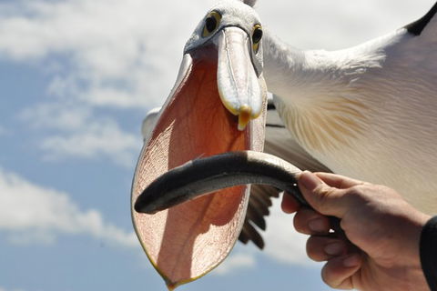 Kalgan Queen Scenic Cruises A Four Hour Sheltered Water Wildlife Tour Daily Fun. - Grafton Accommodation 5