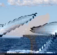 Phillip Island Whale Watching Tour - Grafton Accommodation