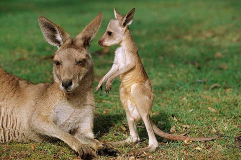 HEALESVILLE SANCTUARY ZOOBUS - MELBOURNE CITY RETURN - Grafton Accommodation 0