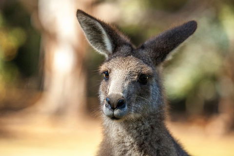 Port Arthur And Tassie Devils Active Day Tour From Hobart - Grafton Accommodation 12