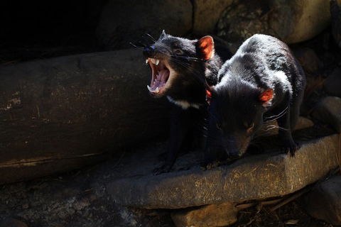 Port Arthur And Tassie Devils Active Day Tour From Hobart - Grafton Accommodation 5