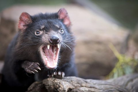 Port Arthur And Tassie Devils Active Day Tour From Hobart - Grafton Accommodation 2
