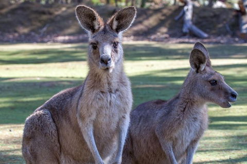 Port Arthur And Tassie Devils Active Day Tour From Hobart - Grafton Accommodation 10