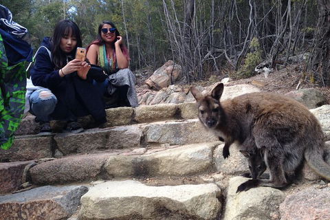 Wineglass Bay And Freycinet National Park Active Day Trip From Hobart - Grafton Accommodation 12