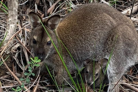 Wineglass Bay And Freycinet National Park Active Day Trip From Hobart - Grafton Accommodation 32