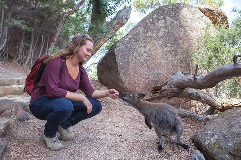 Wineglass Bay And Freycinet National Park Active Day Trip From Hobart - Grafton Accommodation 31