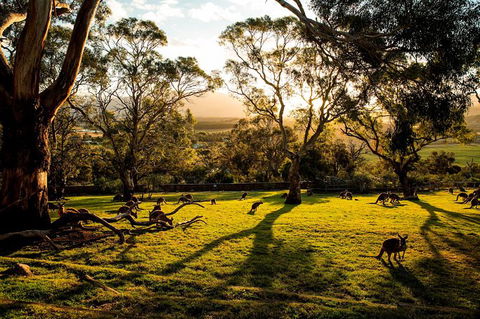 Shore Excursion: Five Of Hobart's Best In One Day - Grafton Accommodation 1
