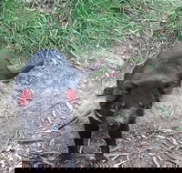 Private Bonorong Wildlife Sanctuary and Richmond 5 Hour Trip from Hobart - Grafton Accommodation