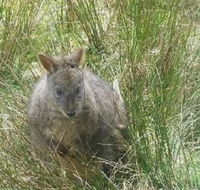 Leven Canyon Day Trip Including Wings Wildlife Park or Gunns Plains Caves from Devonport Ulverstone or Burnie - Grafton Accommodation